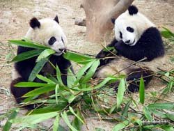 See panedas in Beijing Zoo