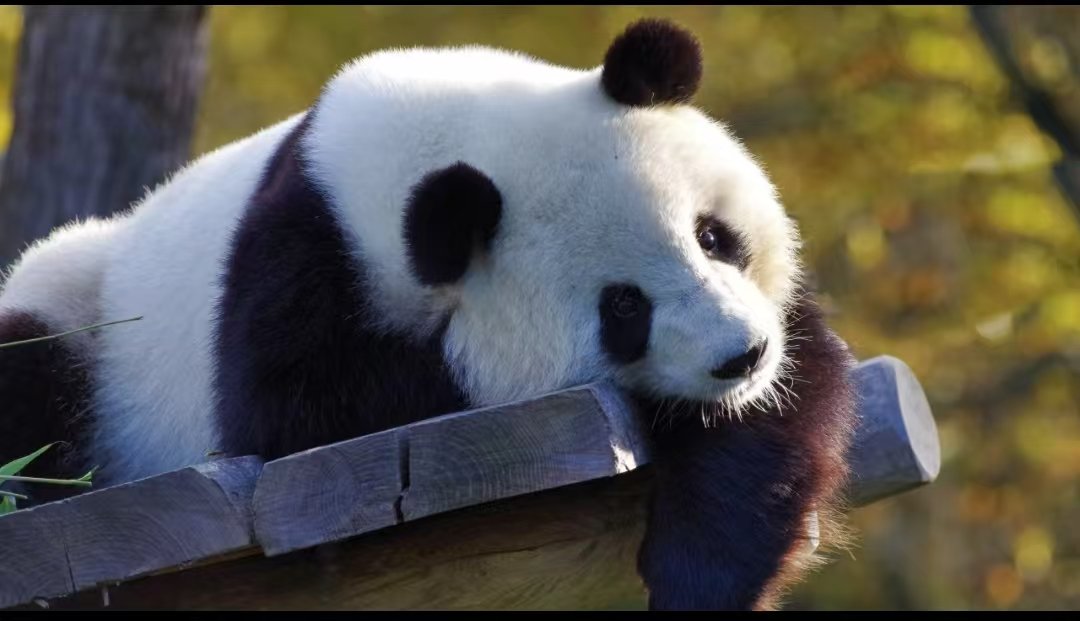 Panda in Beijing Zoo 1