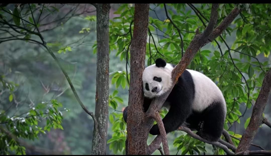 Panda in Beijing Zoo 3