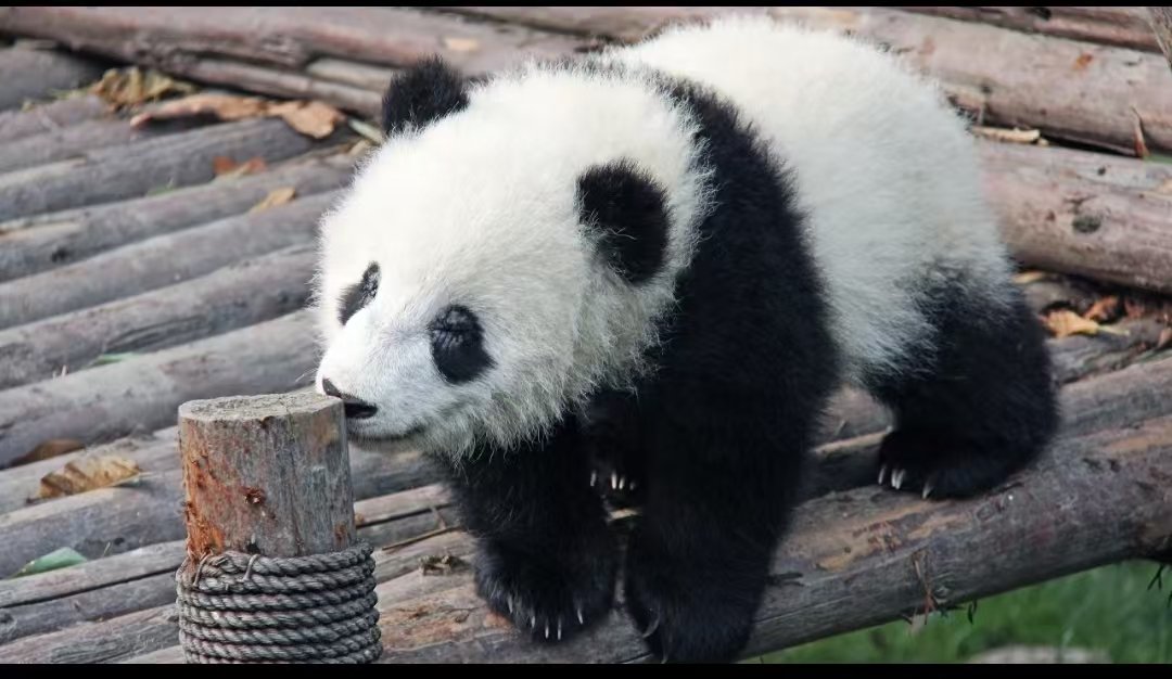 Panda in Beijing Zoo 2