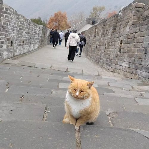 Authentic Great Wall hiking experience at Mutianyu section with professional tour services